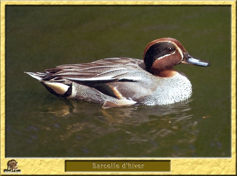 Sarcelle d'hiver - Anas crecca - Common Teal; DISPLAY FULL IMAGE.