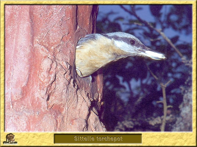 Sittelle torchepot - Sitta europaea - Wood Nuthatch; DISPLAY FULL IMAGE.