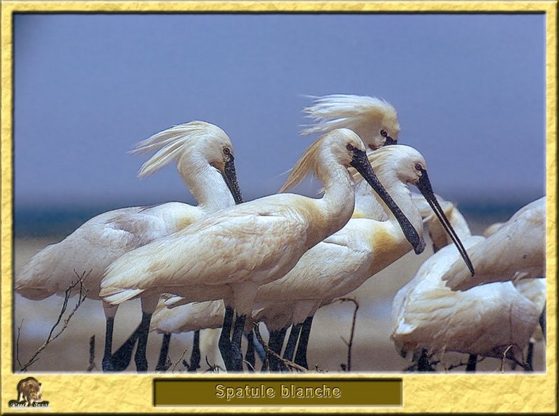 Spatule blanche - Platalea leucorodia - Eurasian Spoonbill; DISPLAY FULL IMAGE.