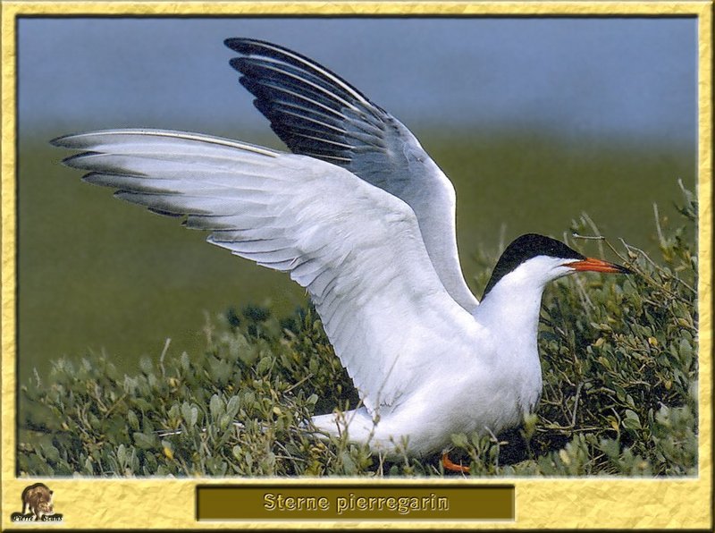 Sterne pierregarin - Sterna hirundo - Common Tern; DISPLAY FULL IMAGE.