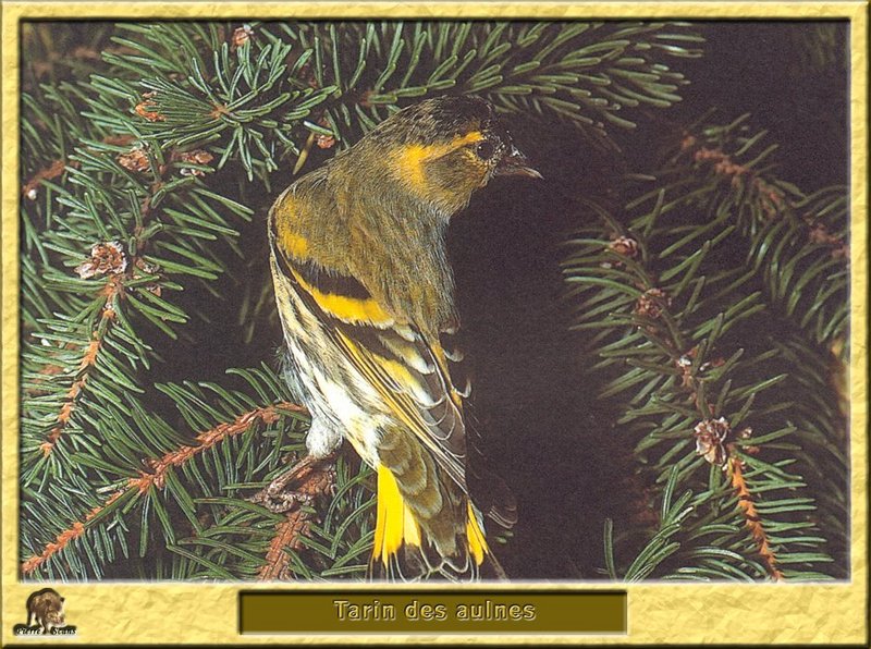 Tarin des aulnes - Carduelis spinus - Eurasian Siskin; DISPLAY FULL IMAGE.