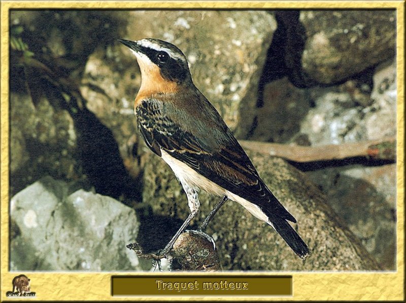 Traquet motteux - Oenanthe oenanthe - Northern Wheatear; DISPLAY FULL IMAGE.