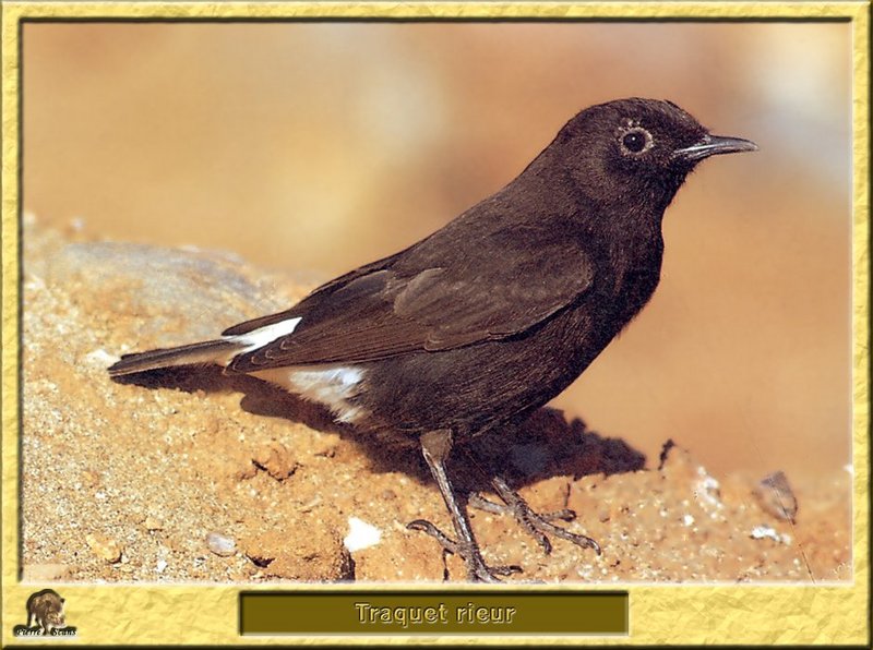 Traquet rieur - Oenanthe leucura - Black Wheatear; DISPLAY FULL IMAGE.