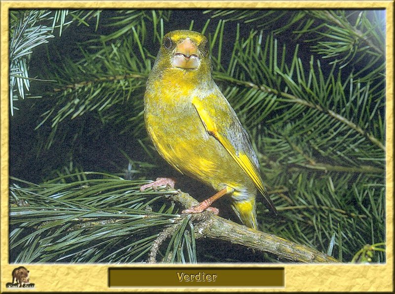 Verdier d'Europe - Carduelis chloris - European Greenfinch; DISPLAY FULL IMAGE.