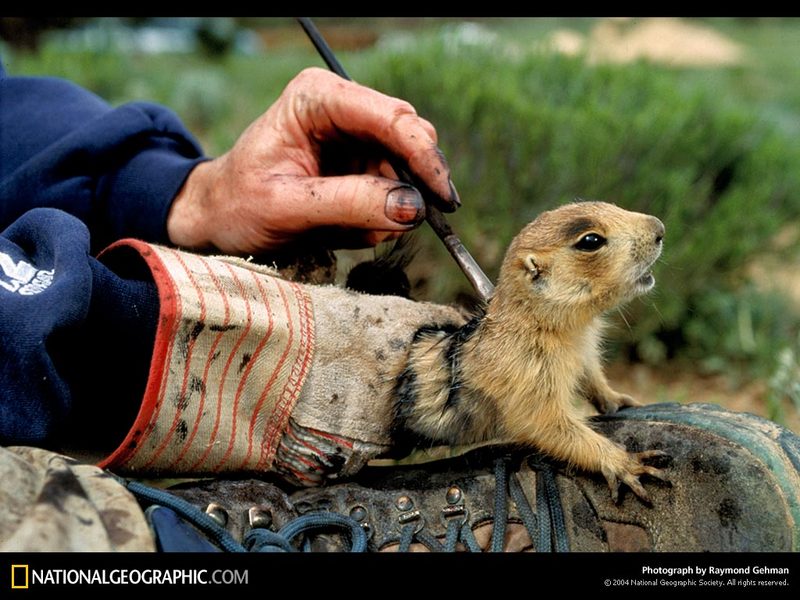 [National Geographic Wallpaper] Utah Prairiedog (유타개쥐); DISPLAY FULL IMAGE.