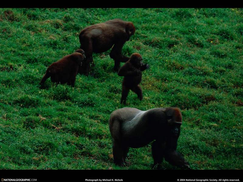 [National Geographic Wallpaper] Western Lowland Gorillas (저지고릴라); DISPLAY FULL IMAGE.
