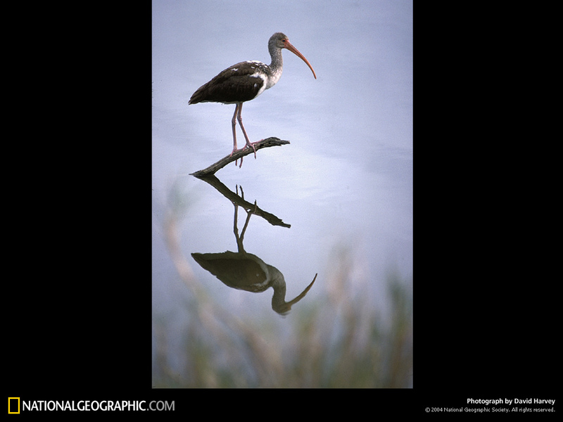 [National Geographic Wallpaper] American White Ibis (흰따오기); DISPLAY FULL IMAGE.