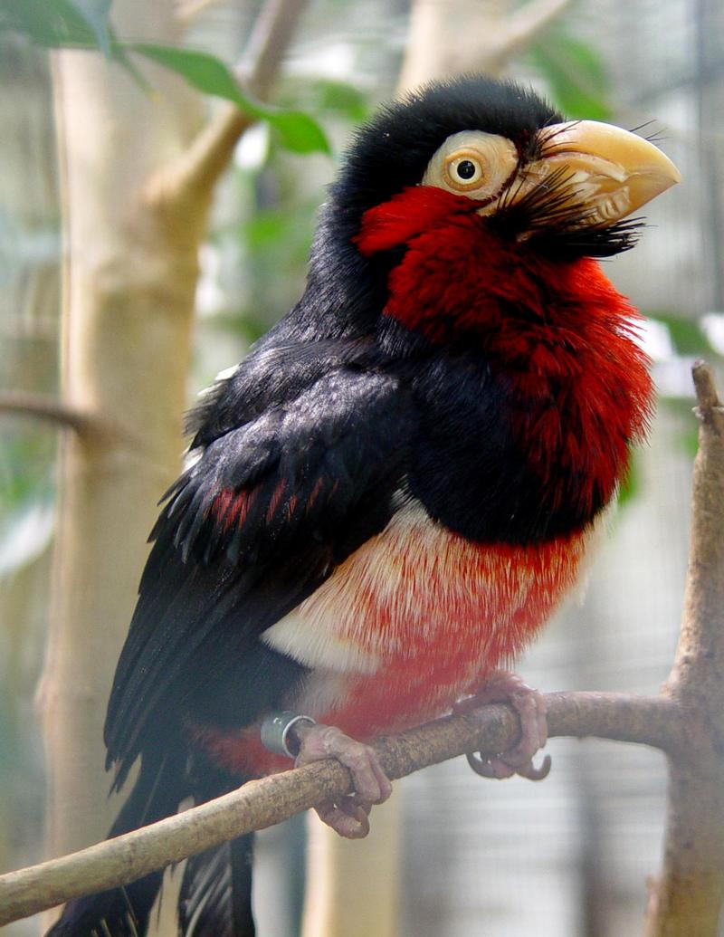 bearded barbet; DISPLAY FULL IMAGE.