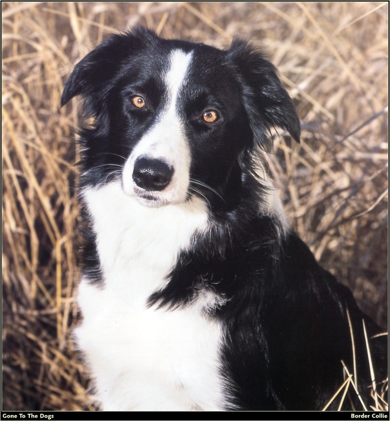 [RattlerScans - Gone to the Dogs] Border Collie; DISPLAY FULL IMAGE.