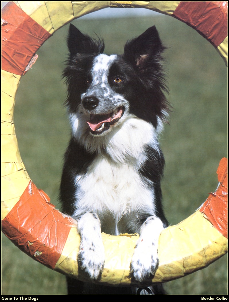 [RattlerScans - Gone to the Dogs] Border Collie; DISPLAY FULL IMAGE.