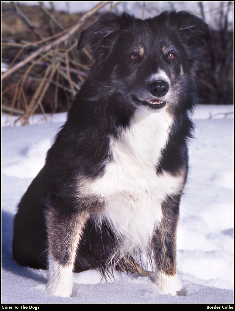 [RattlerScans - Gone to the Dogs] Border Collie; DISPLAY FULL IMAGE.
