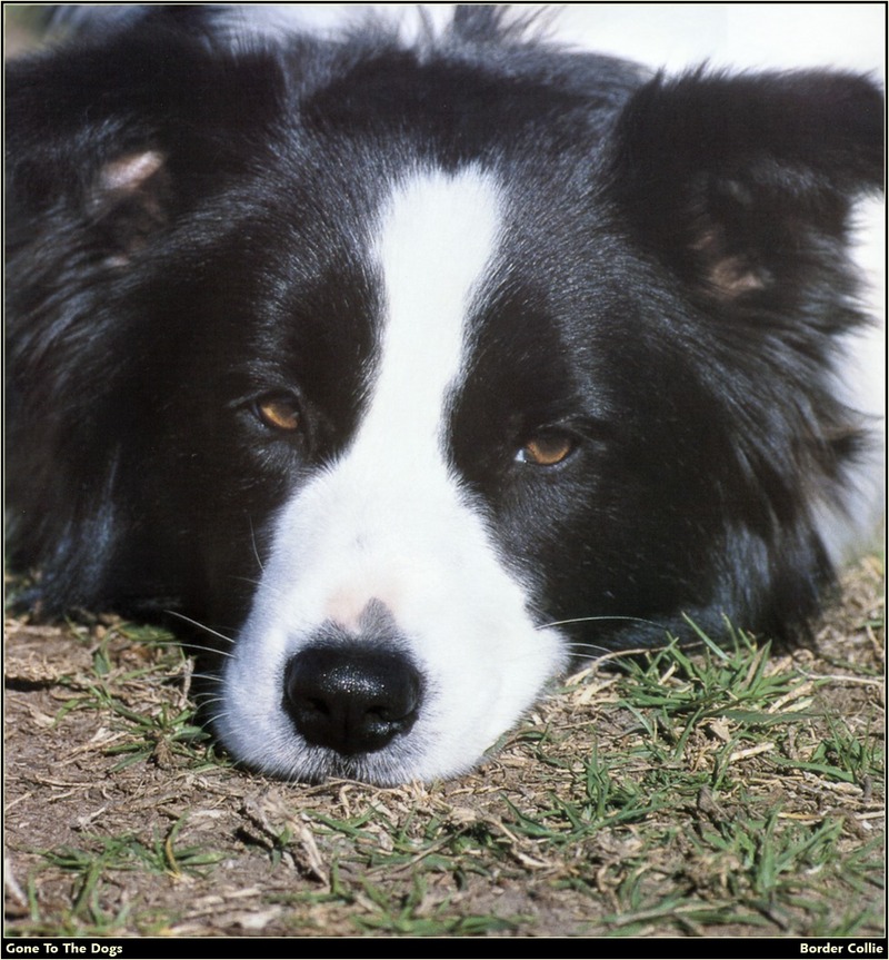 [RattlerScans - Gone to the Dogs] Border Collie; DISPLAY FULL IMAGE.