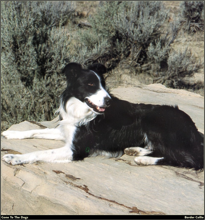 [RattlerScans - Gone to the Dogs] Border Collie; DISPLAY FULL IMAGE.
