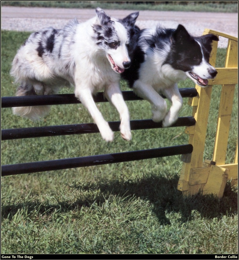 [RattlerScans - Gone to the Dogs] Border Collie; DISPLAY FULL IMAGE.