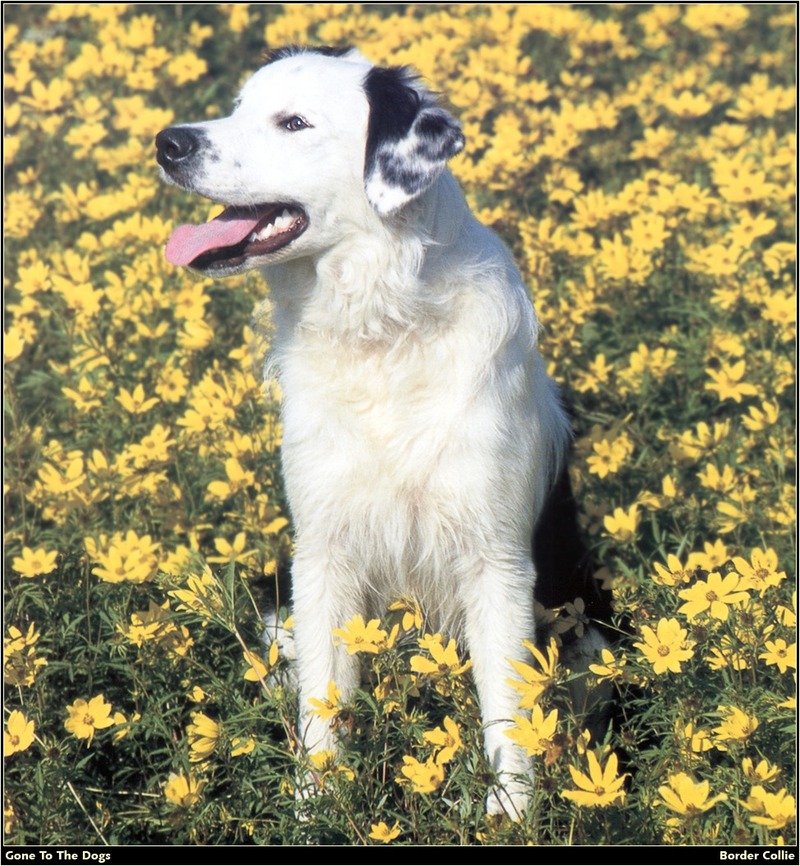 [RattlerScans - Gone to the Dogs] Border Collie; DISPLAY FULL IMAGE.