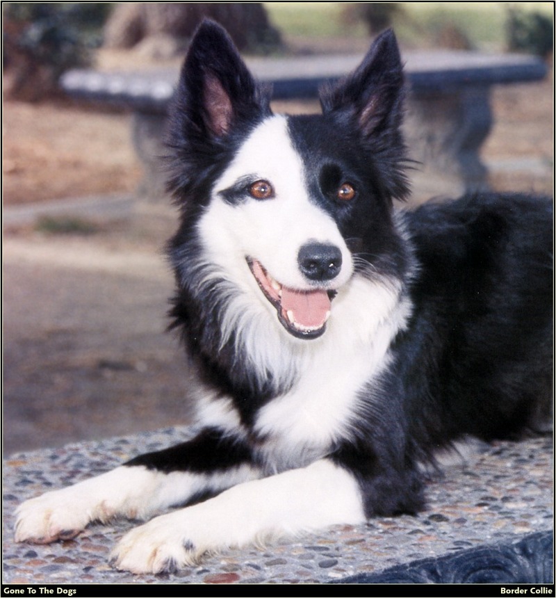 [RattlerScans - Gone to the Dogs] Border Collie; DISPLAY FULL IMAGE.