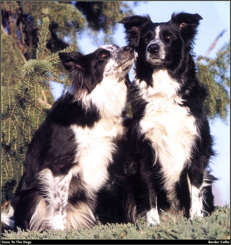 [RattlerScans - Gone to the Dogs] Border Collie; DISPLAY FULL IMAGE.