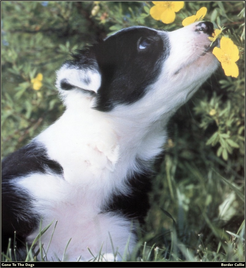 [RattlerScans - Gone to the Dogs] Border Collie; DISPLAY FULL IMAGE.