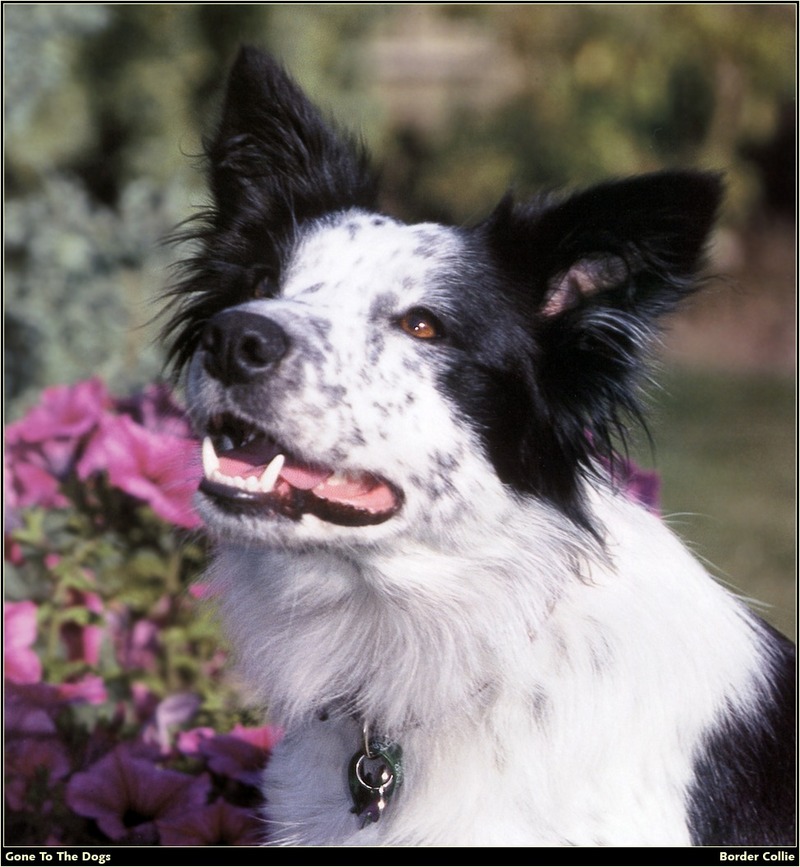 [RattlerScans - Gone to the Dogs] Border Collie; DISPLAY FULL IMAGE.