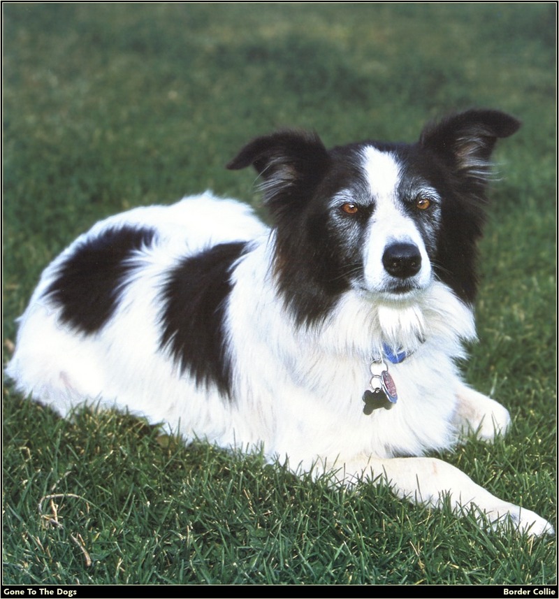 [RattlerScans - Gone to the Dogs] Border Collie; DISPLAY FULL IMAGE.