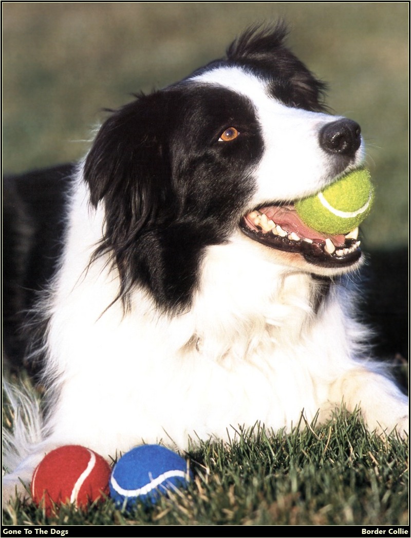 [RattlerScans - Gone to the Dogs] Border Collie; DISPLAY FULL IMAGE.