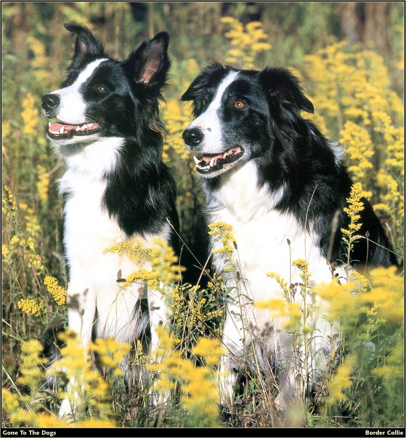 [RattlerScans - Gone to the Dogs] Border Collie; DISPLAY FULL IMAGE.