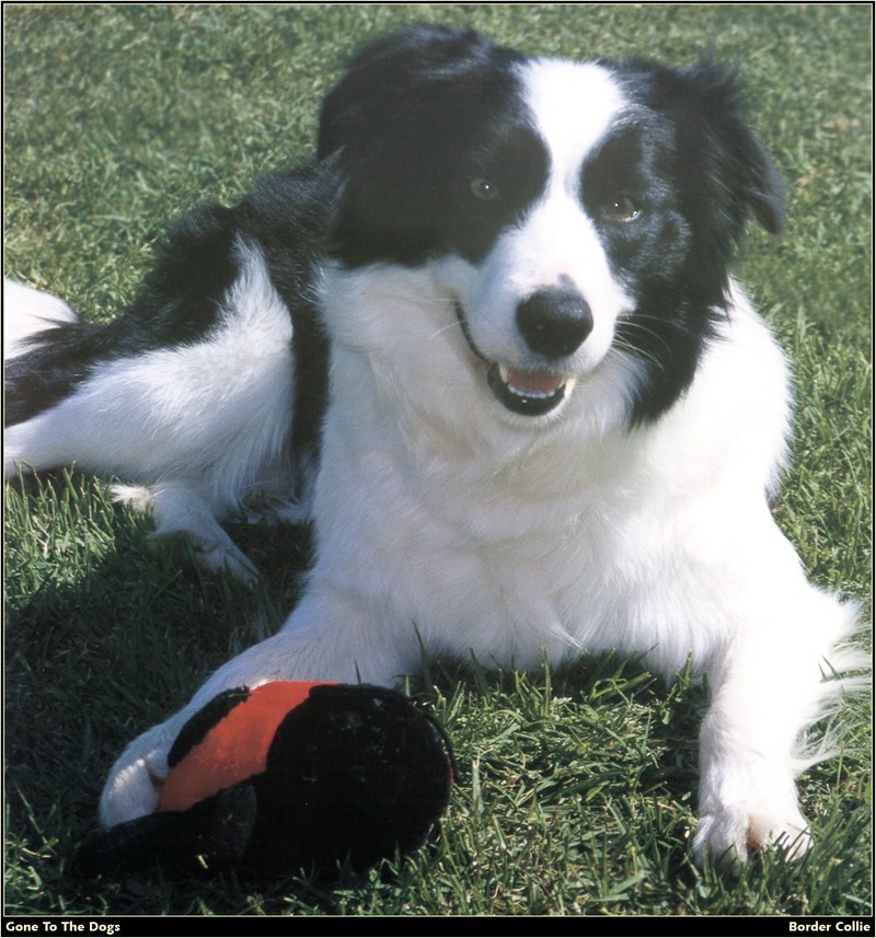 [RattlerScans - Gone to the Dogs] Border Collie; DISPLAY FULL IMAGE.