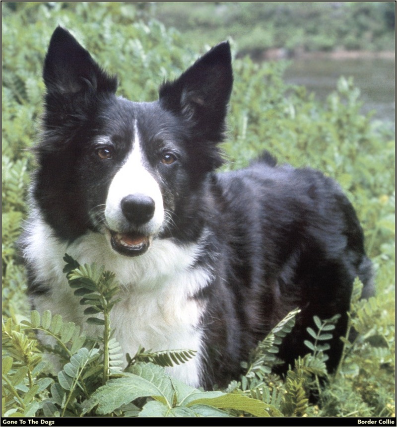 [RattlerScans - Gone to the Dogs] Border Collie; DISPLAY FULL IMAGE.