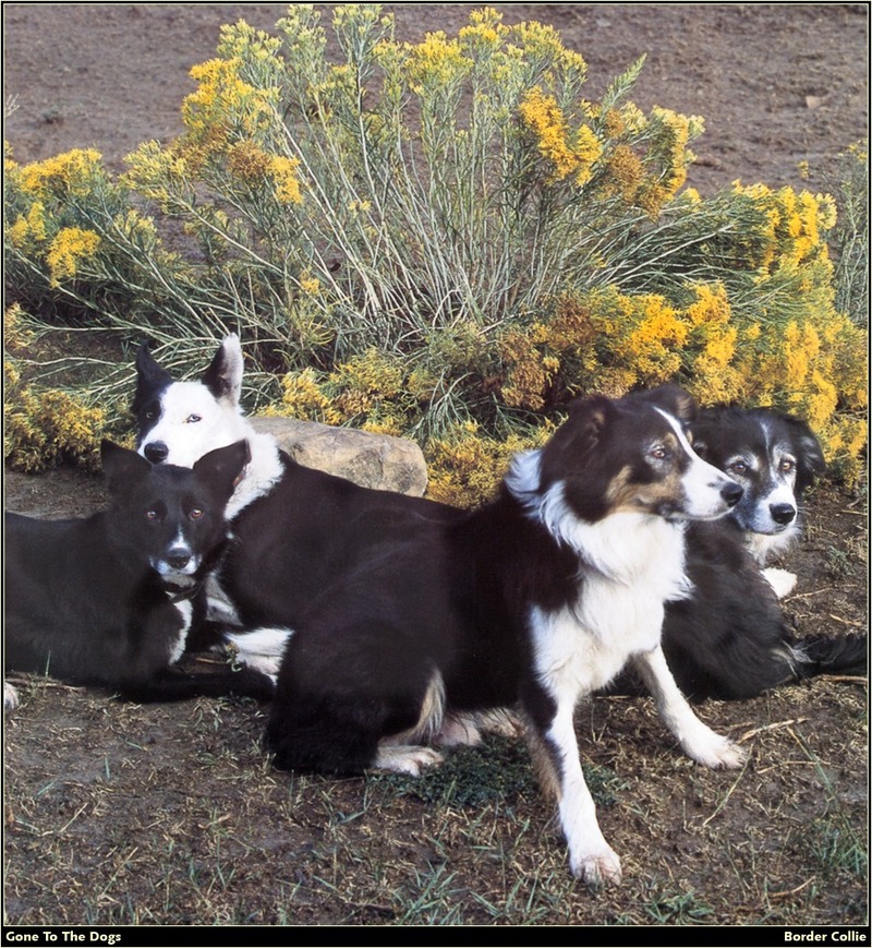 [RattlerScans - Gone to the Dogs] Border Collie; DISPLAY FULL IMAGE.