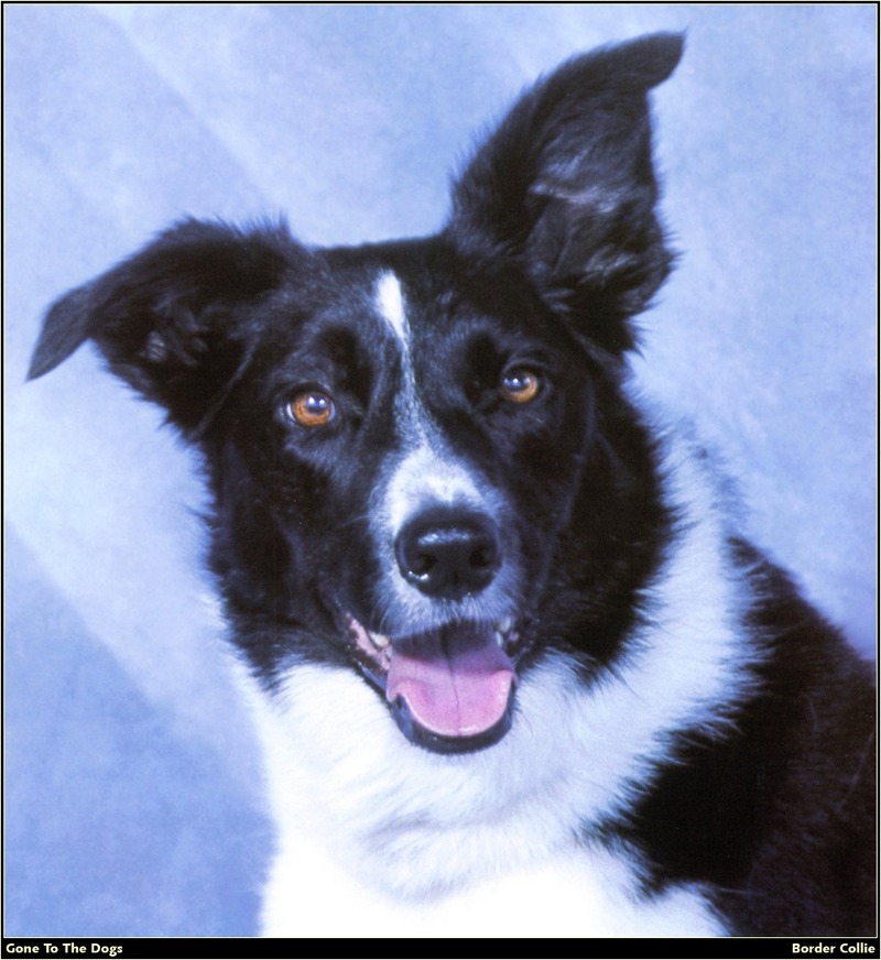 [RattlerScans - Gone to the Dogs] Border Collie; DISPLAY FULL IMAGE.