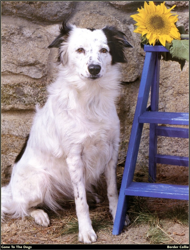 [RattlerScans - Gone to the Dogs] Border Collie; DISPLAY FULL IMAGE.