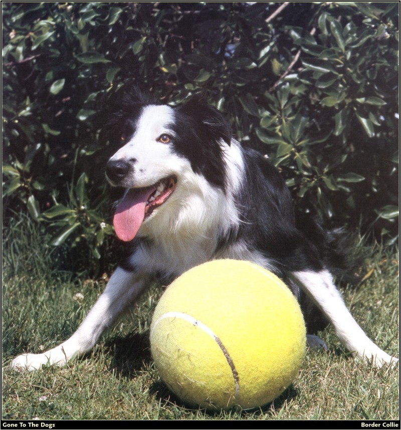 [RattlerScans - Gone to the Dogs] Border Collie; DISPLAY FULL IMAGE.
