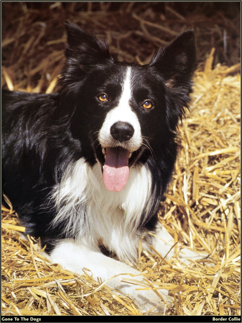 [RattlerScans - Gone to the Dogs] Border Collie; DISPLAY FULL IMAGE.