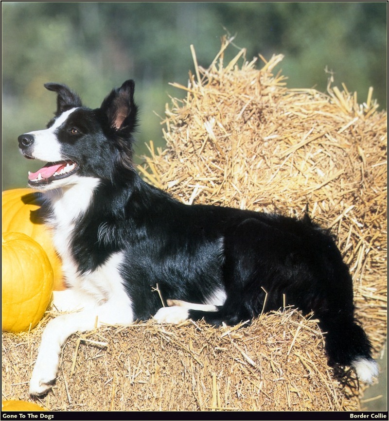 [RattlerScans - Gone to the Dogs] Border Collie; DISPLAY FULL IMAGE.