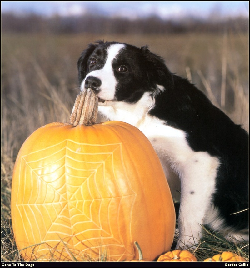 [RattlerScans - Gone to the Dogs] Border Collie; DISPLAY FULL IMAGE.
