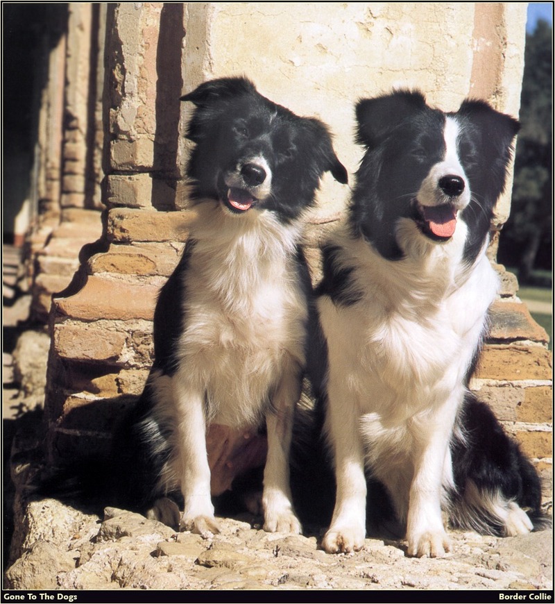 [RattlerScans - Gone to the Dogs] Border Collie; DISPLAY FULL IMAGE.