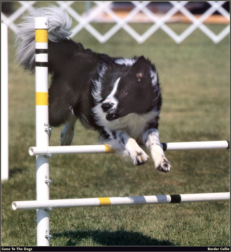 [RattlerScans - Gone to the Dogs] Border Collie; DISPLAY FULL IMAGE.