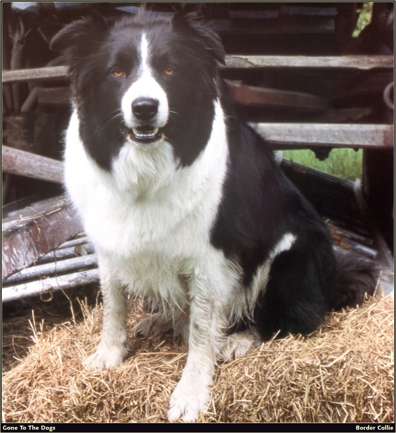 [RattlerScans - Gone to the Dogs] Border Collie; DISPLAY FULL IMAGE.