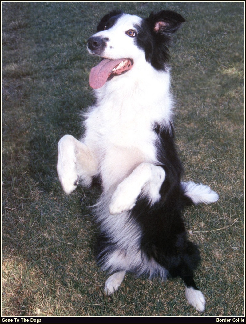 [RattlerScans - Gone to the Dogs] Border Collie; DISPLAY FULL IMAGE.