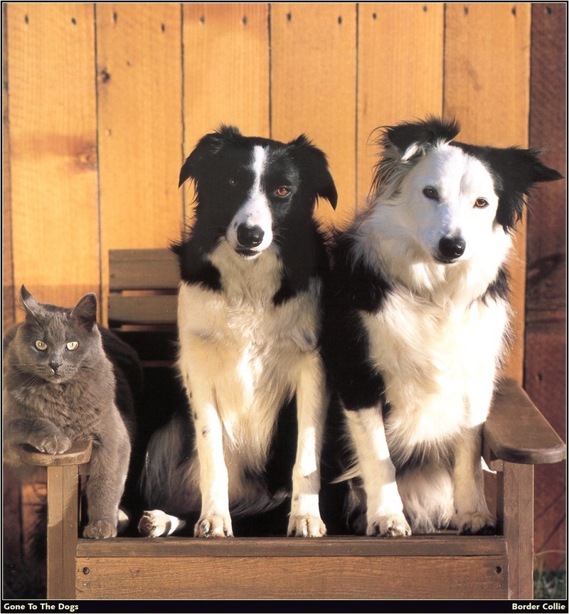 [RattlerScans - Gone to the Dogs] Border Collie; DISPLAY FULL IMAGE.
