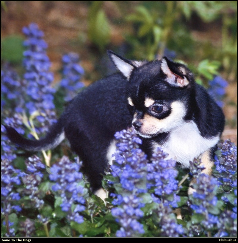 [RattlerScans - Gone to the Dogs] Chihuahua; DISPLAY FULL IMAGE.