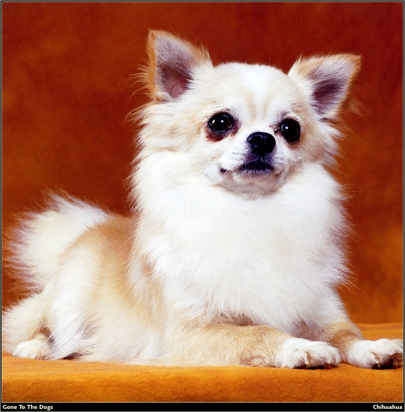 [RattlerScans - Gone to the Dogs] Chihuahua; DISPLAY FULL IMAGE.
