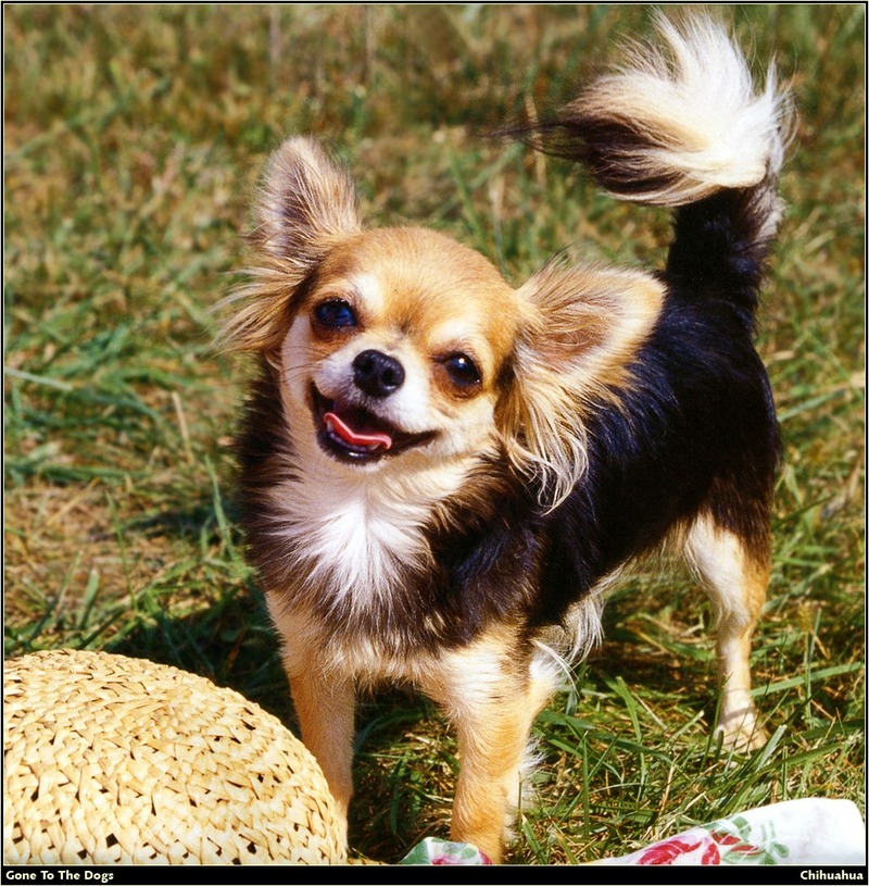 [RattlerScans - Gone to the Dogs] Chihuahua; DISPLAY FULL IMAGE.