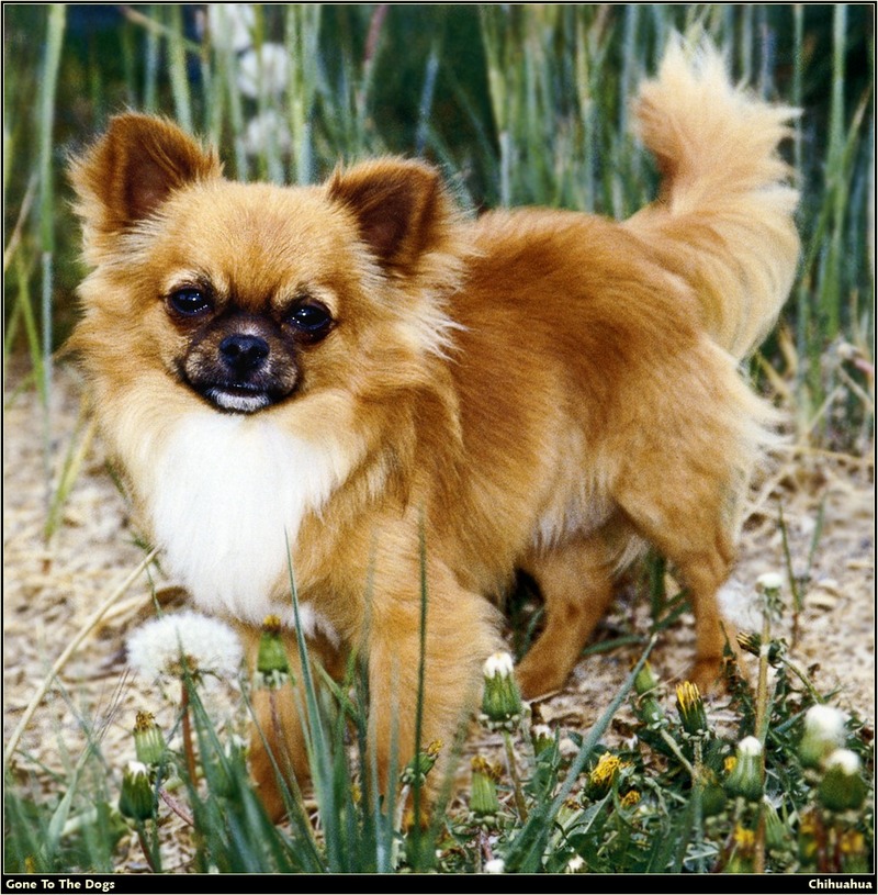 [RattlerScans - Gone to the Dogs] Chihuahua; DISPLAY FULL IMAGE.
