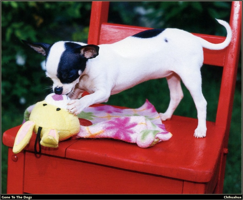 [RattlerScans - Gone to the Dogs] Chihuahua; DISPLAY FULL IMAGE.