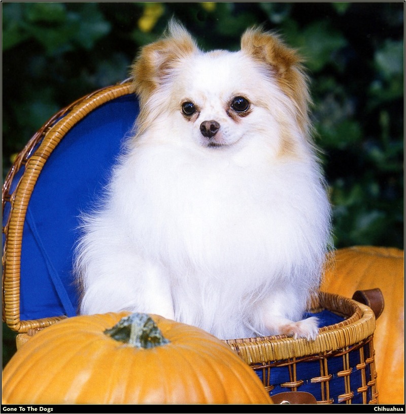 [RattlerScans - Gone to the Dogs] Chihuahua; DISPLAY FULL IMAGE.