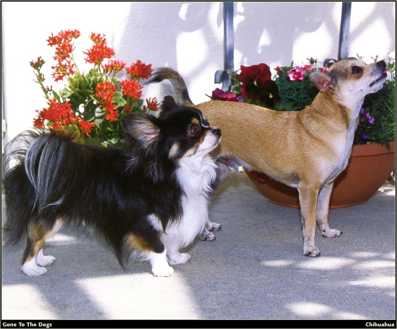 [RattlerScans - Gone to the Dogs] Chihuahua; DISPLAY FULL IMAGE.