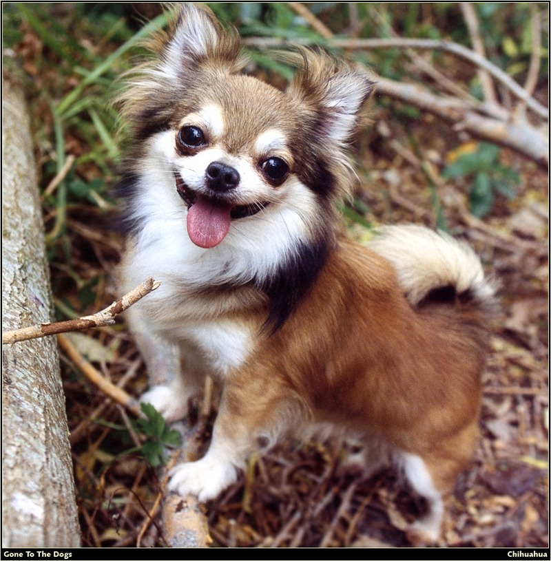 [RattlerScans - Gone to the Dogs] Chihuahua; DISPLAY FULL IMAGE.
