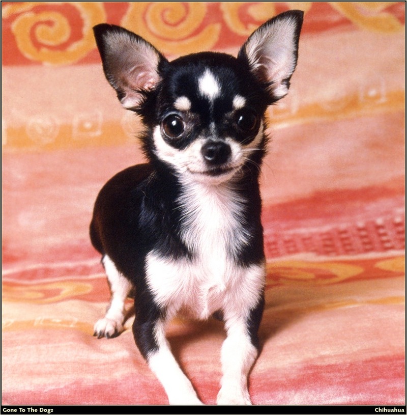 [RattlerScans - Gone to the Dogs] Chihuahua; DISPLAY FULL IMAGE.