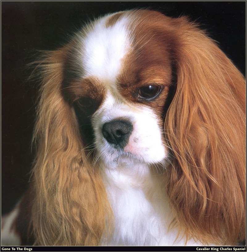 [RattlerScans - Gone to the Dogs] Cavalier King Charles Spaniel; DISPLAY FULL IMAGE.